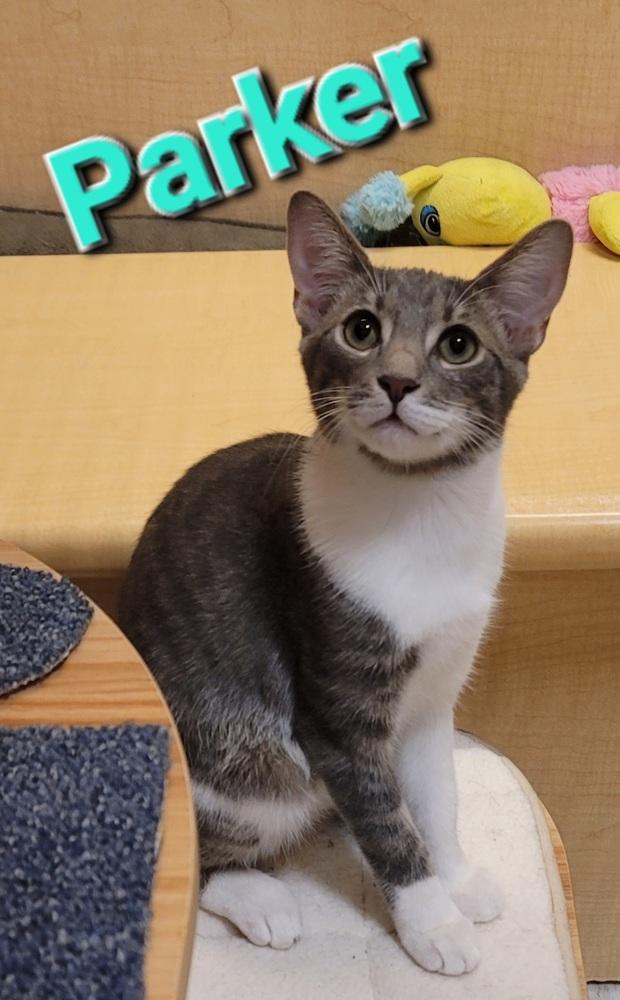 Enlarge Parker, a Adopted Tabby in Willingboro, NJ image 3/3