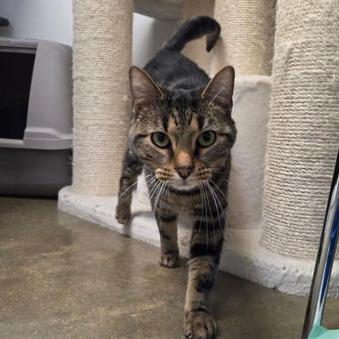 Butter, Adoptable, Adult Male Domestic Short Hair.