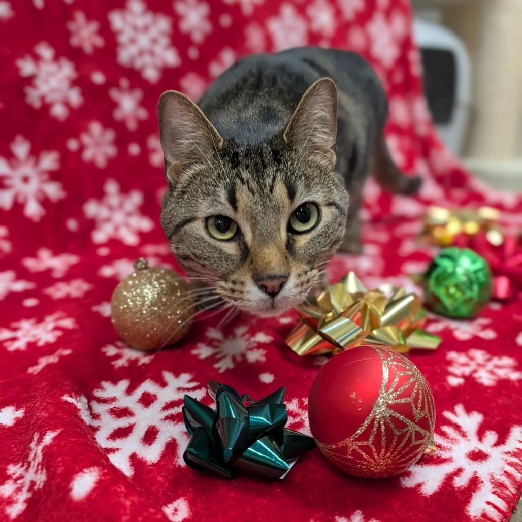 Enlarge Butter, a Adoptable mixed breed in Jasper, IN image 3/4