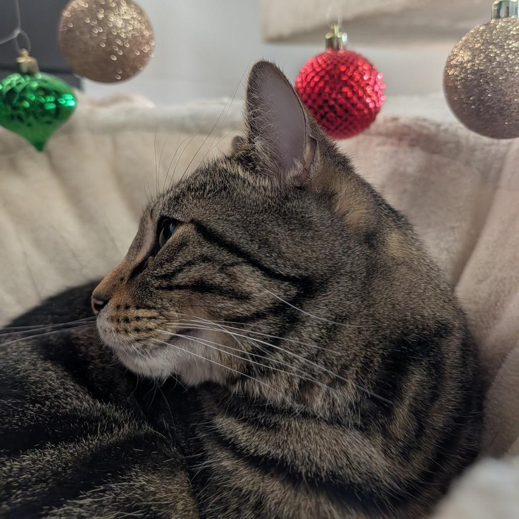 Enlarge Butter, a Adoptable mixed breed in Jasper, IN image 4/4