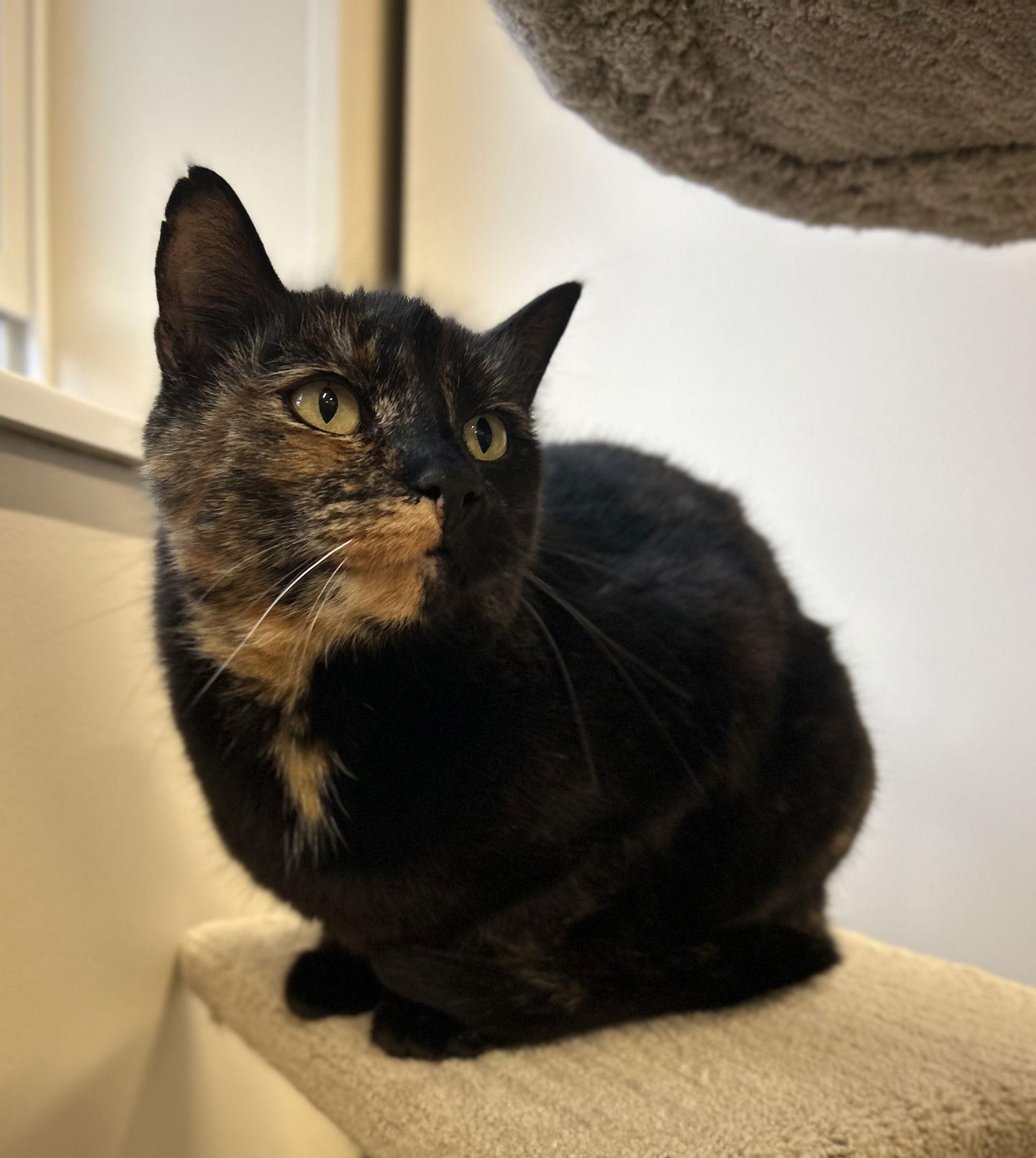 Stella, Adoptable, Adult Female Domestic Short Hair.
