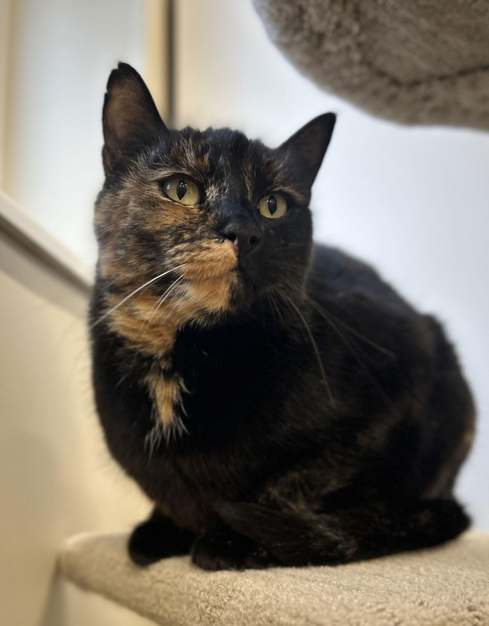 Enlarge Stella, a Adoptable Domestic Short Hair in Arlington, VT image 2/2