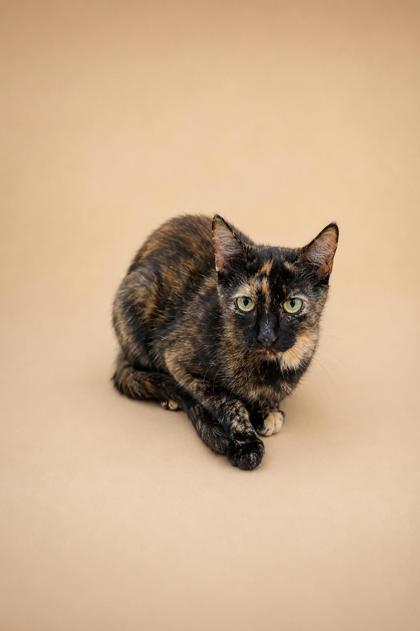 Enlarge Minnow, a Adoptable mixed breed in Dahlonega, GA image 2/2