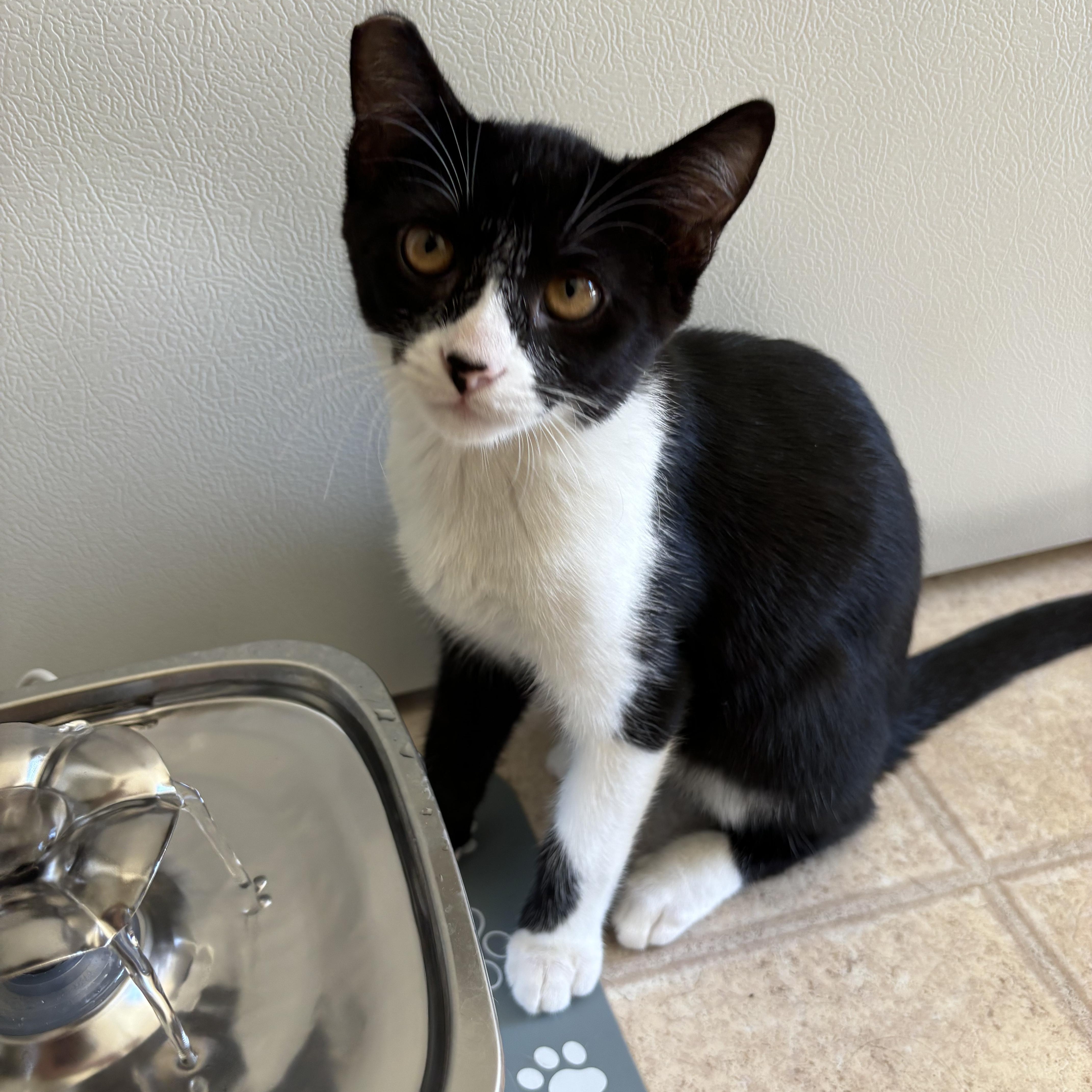 Jack Jack (Bonded with Poe) photo 3