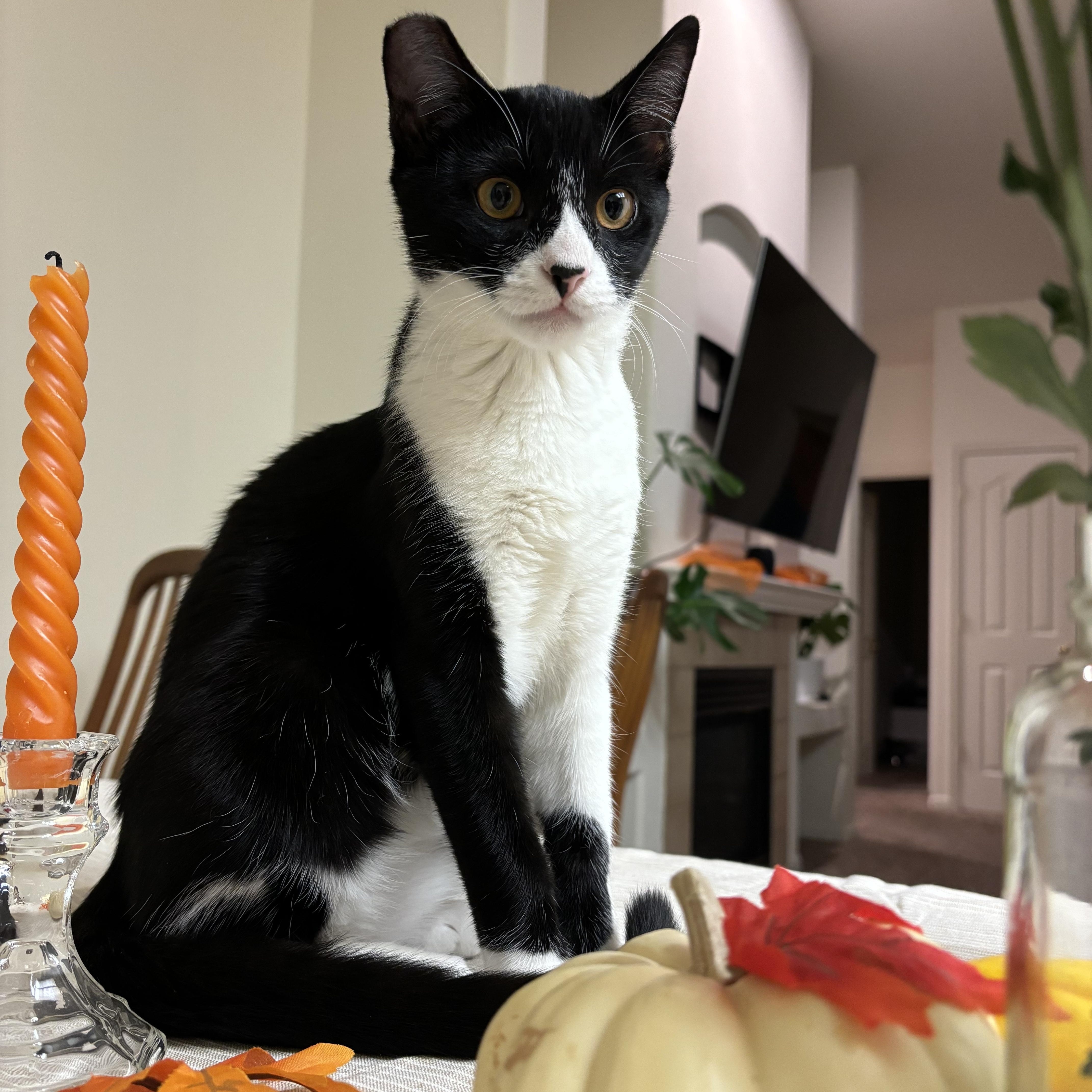 Jack Jack (Bonded with Poe) photo 2