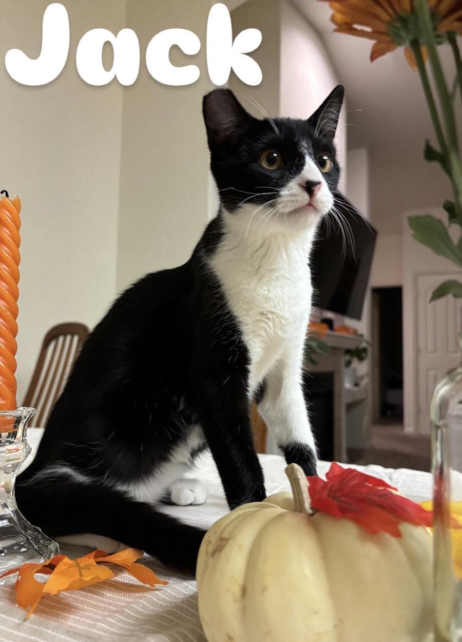 Jack Jack (Bonded with Poe), Adult Male Domestic Short Hair