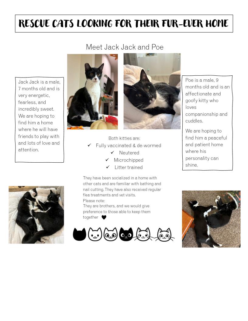 Jack Jack (Bonded with Poe) photo 4