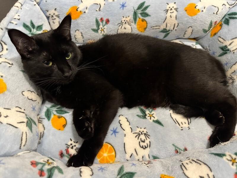 Enlarge Beanie Weenie, a Adoptable Domestic Short Hair in Collegeville, PA image 1/6