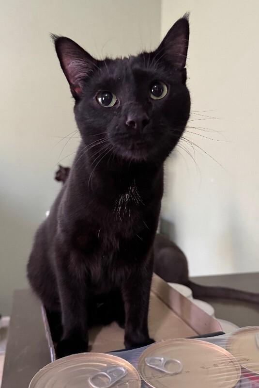 Enlarge Beanie Weenie, a Adoptable Domestic Short Hair in Collegeville, PA image 2/6