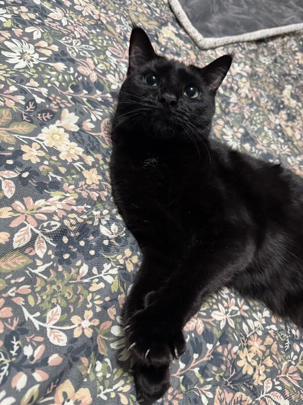 Enlarge Beanie Weenie, a Adoptable Domestic Short Hair in Collegeville, PA image 3/6