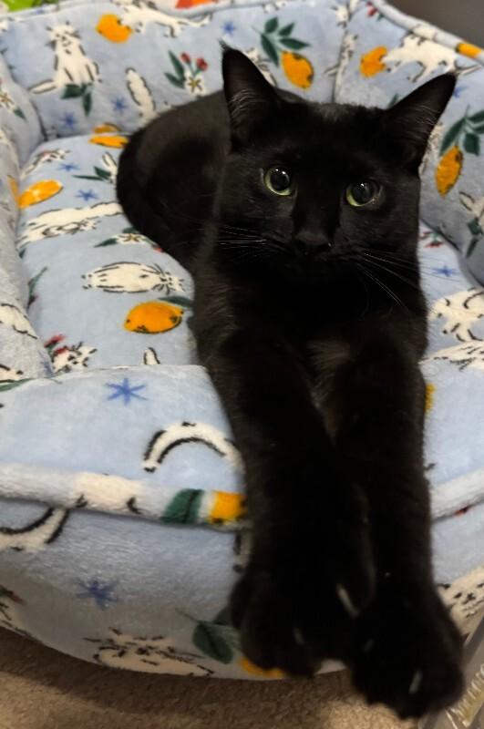 Enlarge Beanie Weenie, a Adoptable Domestic Short Hair in Collegeville, PA image 4/6