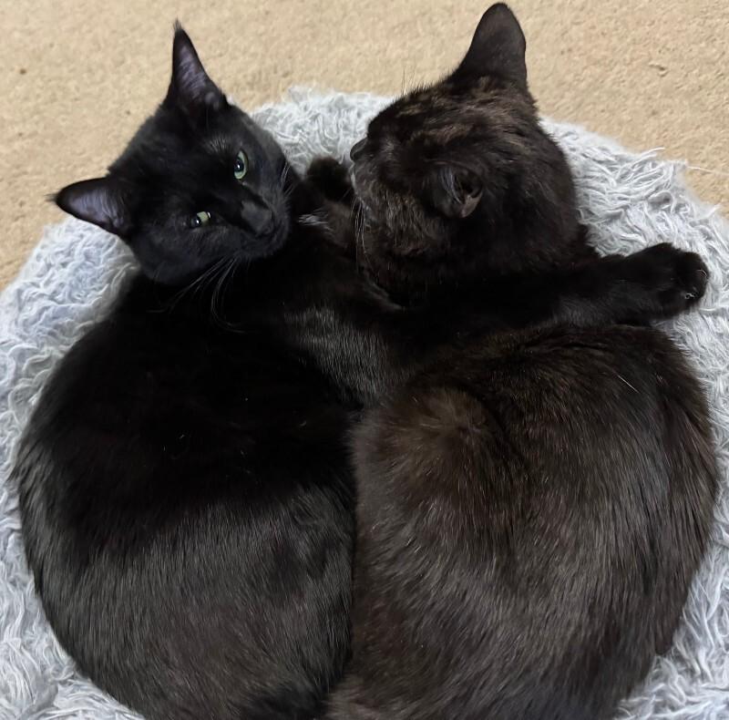 Enlarge Beanie Weenie, a Adoptable Domestic Short Hair in Collegeville, PA image 5/6