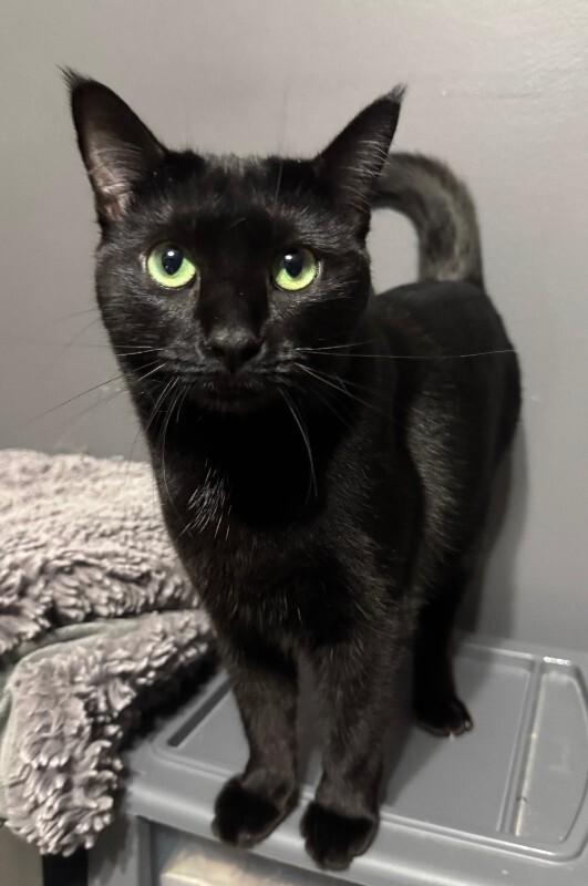 Enlarge Beanie Weenie, a Adoptable Domestic Short Hair in Collegeville, PA image 6/6