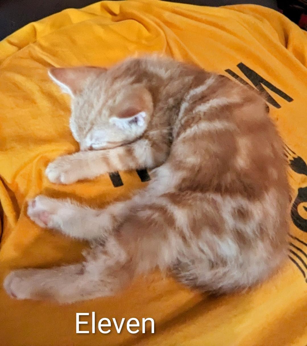 Eleven, an adopted Domestic Short Hair in Binghamton, NY image 1/3