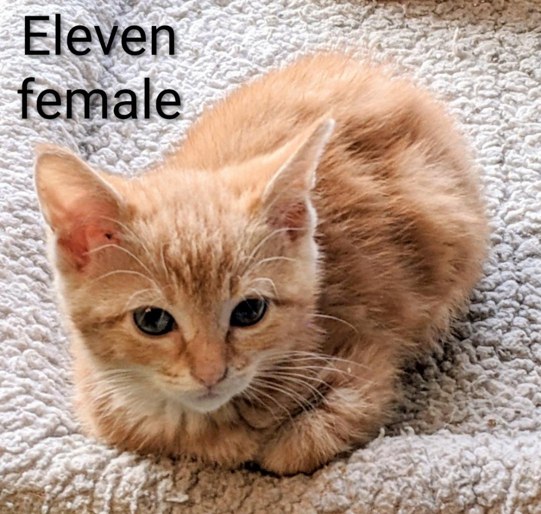 Eleven, an adopted Domestic Short Hair in Binghamton, NY image 3/3