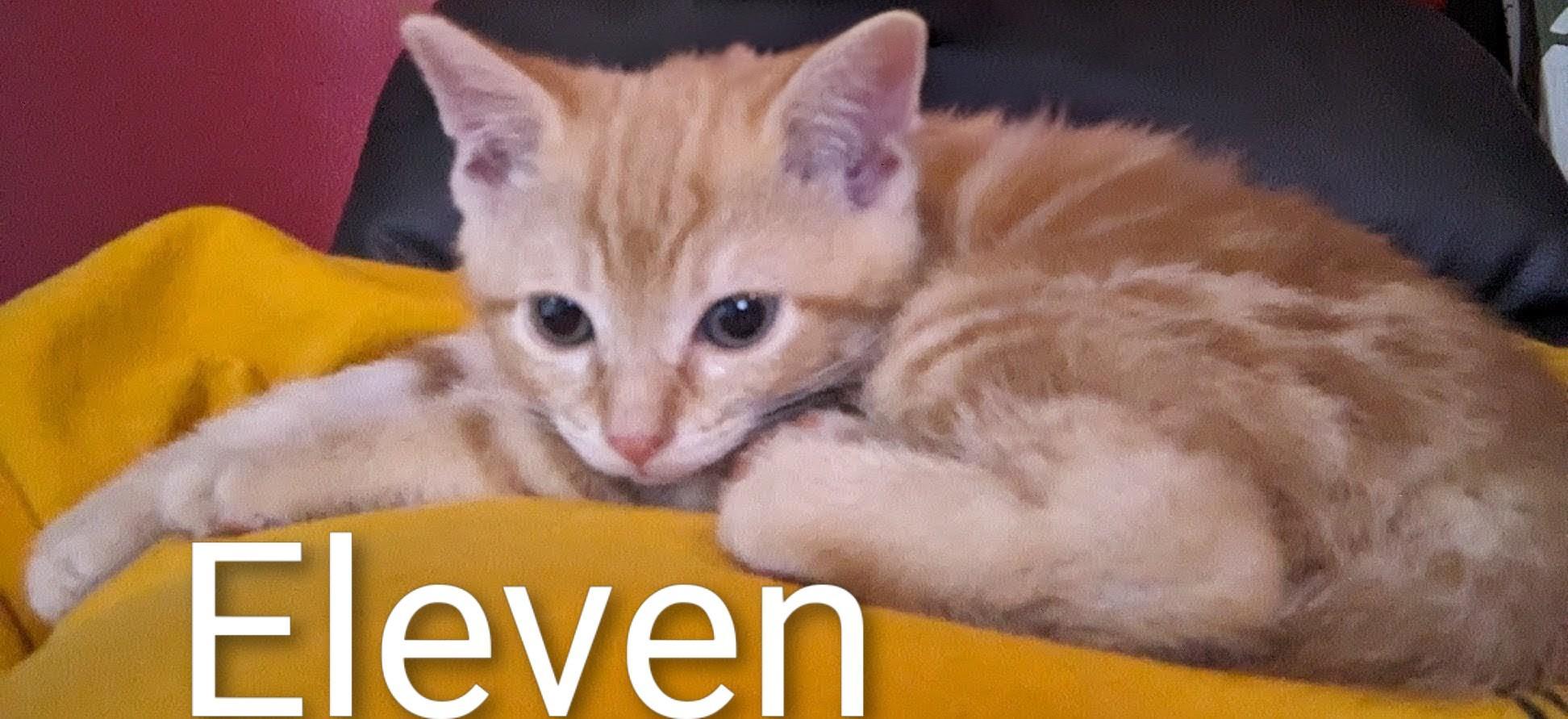 Eleven, an adopted Domestic Short Hair in Binghamton, NY image 2/3
