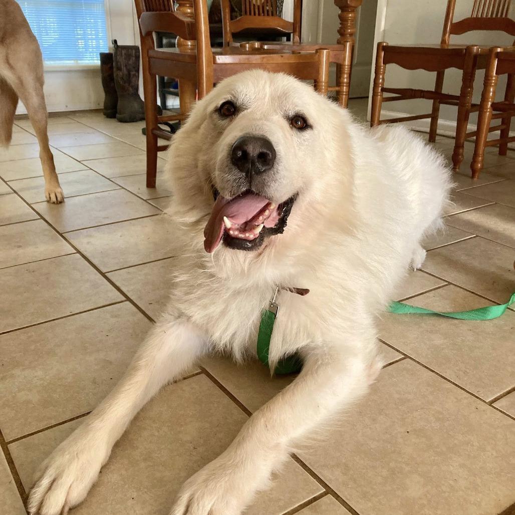 Enlarge *Courtesy Listing - Leo, a Adoptable Great Pyrenees in Tuscaloosa, AL image 1/3