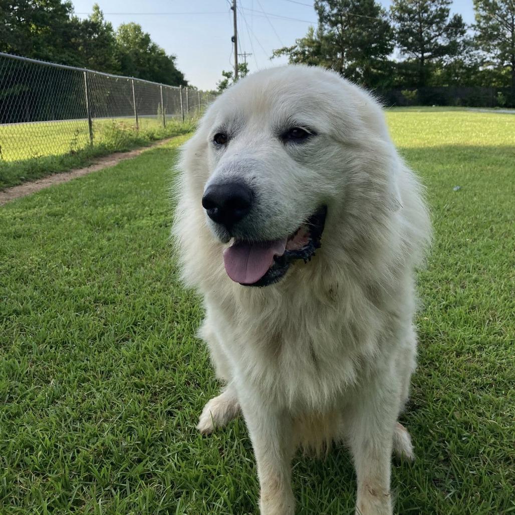 Enlarge *Courtesy Listing - Leo, a Adoptable Great Pyrenees in Tuscaloosa, AL image 2/3