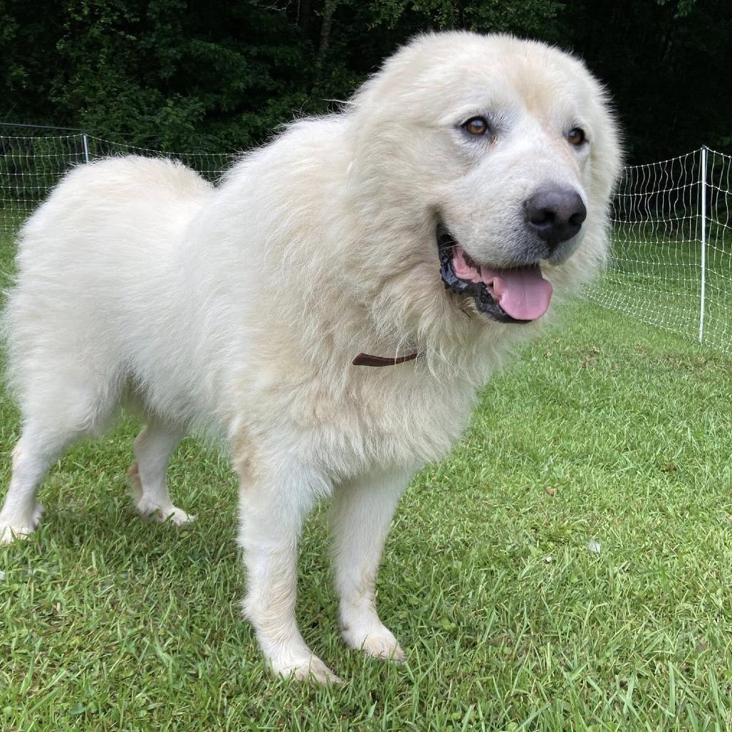 Enlarge *Courtesy Listing - Leo, a Adoptable Great Pyrenees in Tuscaloosa, AL image 3/3