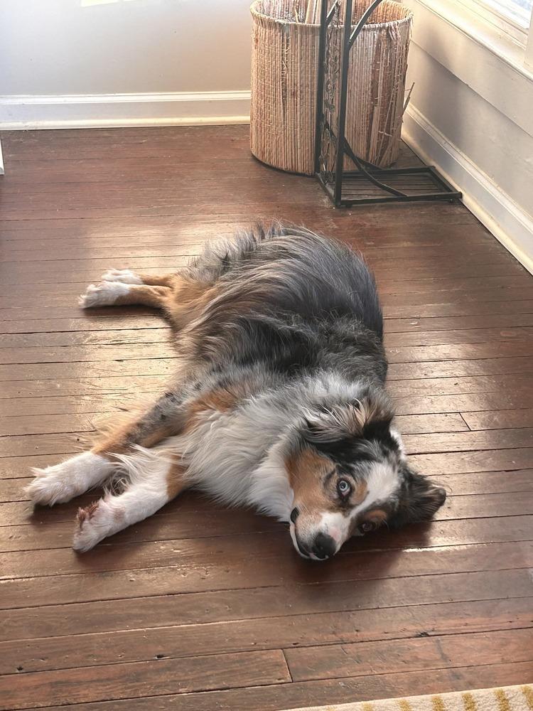 Rory VA, Adoptable, Senior Female Australian Shepherd.