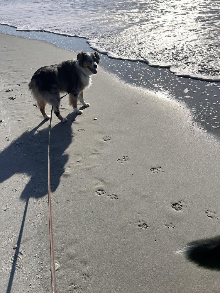 Enlarge Rory VA, a Adoptable Australian Shepherd in Falls Church, VA image 2/5