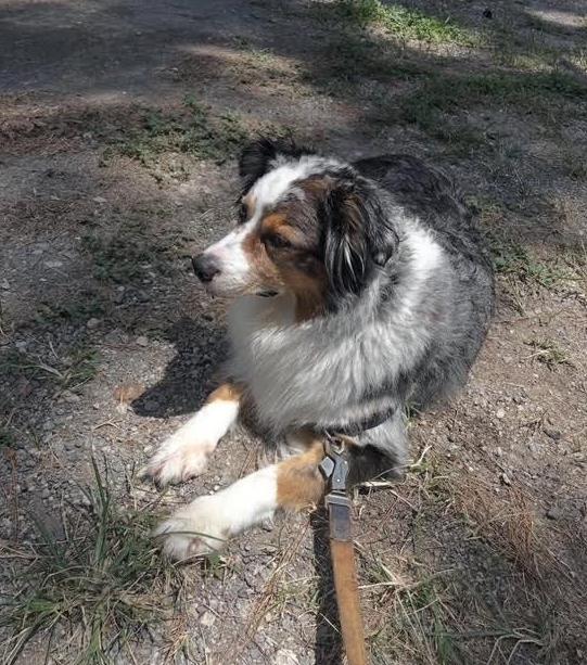 Enlarge Rory VA, a Adoptable Australian Shepherd in Falls Church, VA image 3/5