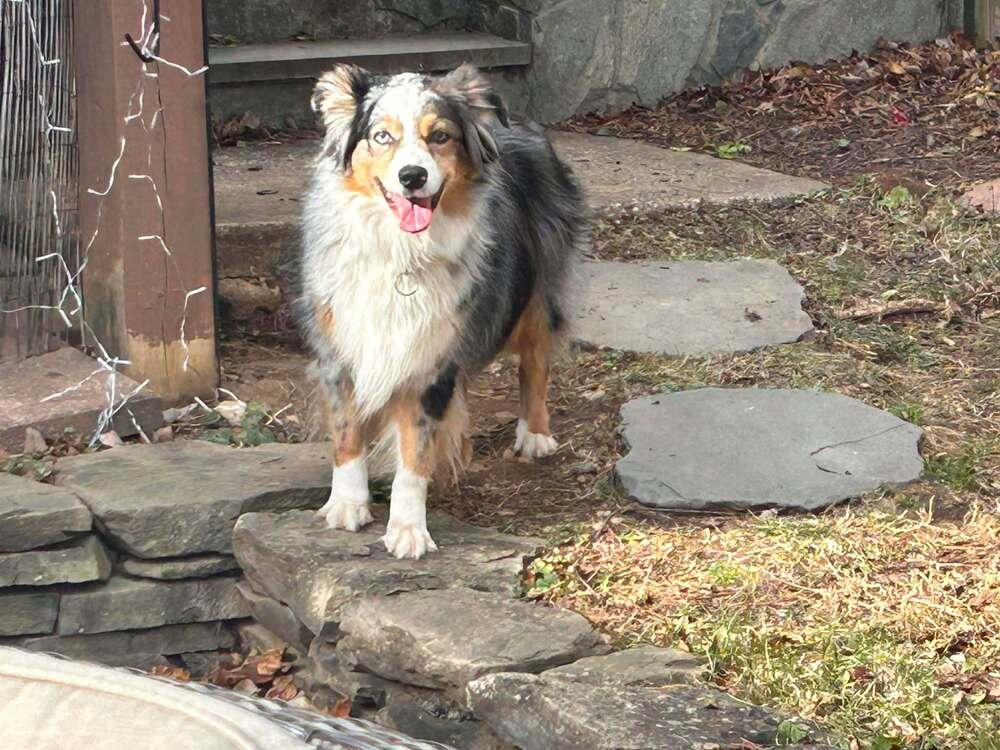 Enlarge Rory VA, a Adoptable Australian Shepherd in Falls Church, VA image 4/5