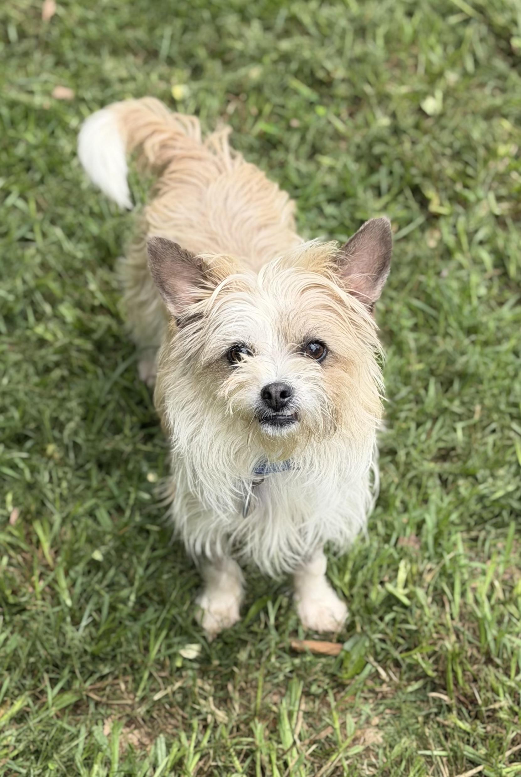 Mary-Kate, ADOPTABLE, Young Female Wirehaired Terrier.