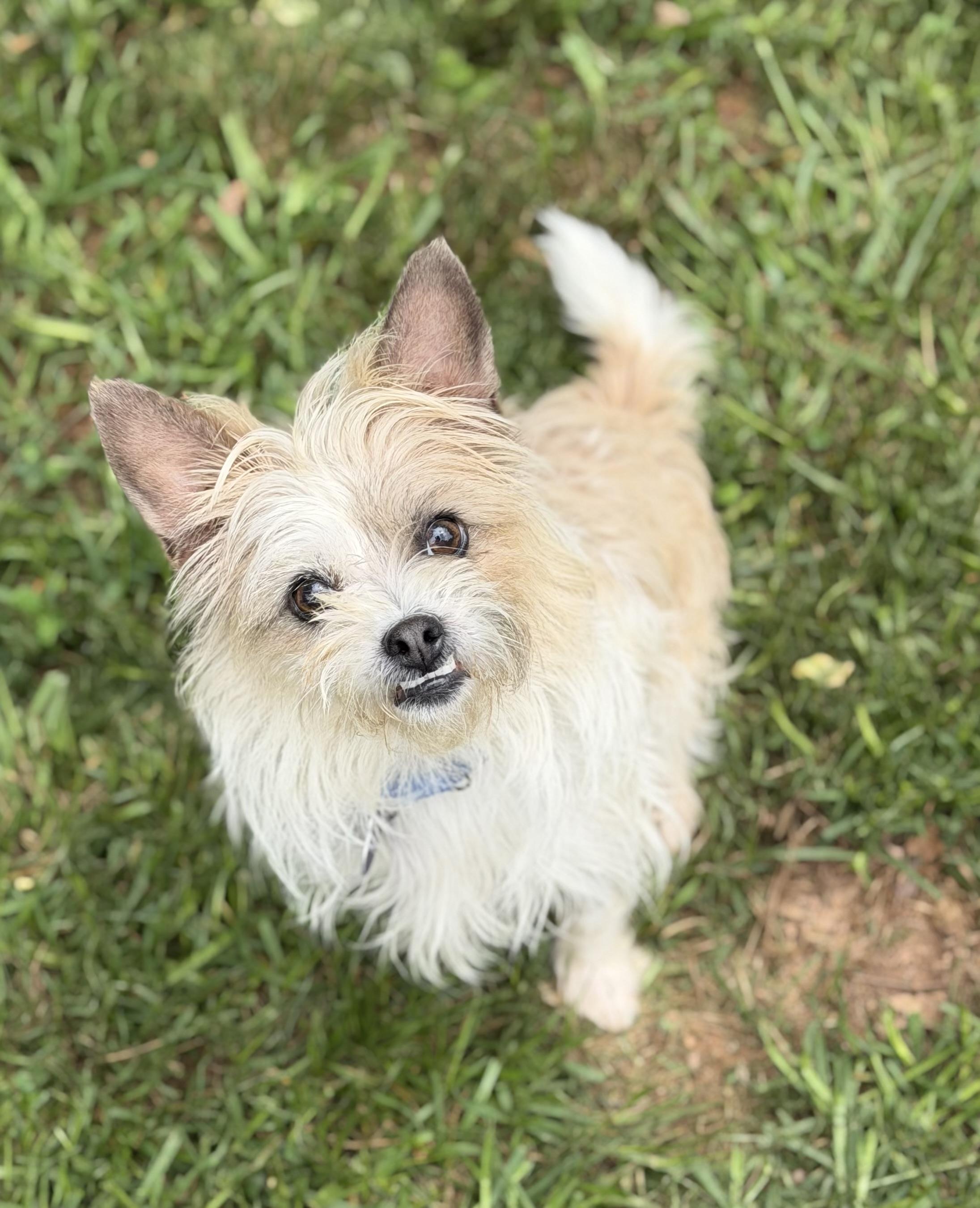 Enlarge Mary-Kate, a ADOPTABLE mixed breed in Atlanta, GA image 5/5