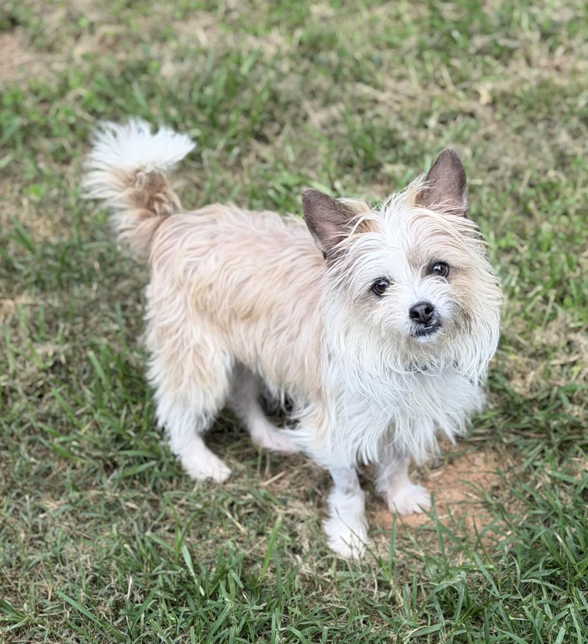 Enlarge Mary-Kate, a ADOPTABLE mixed breed in Atlanta, GA image 4/5