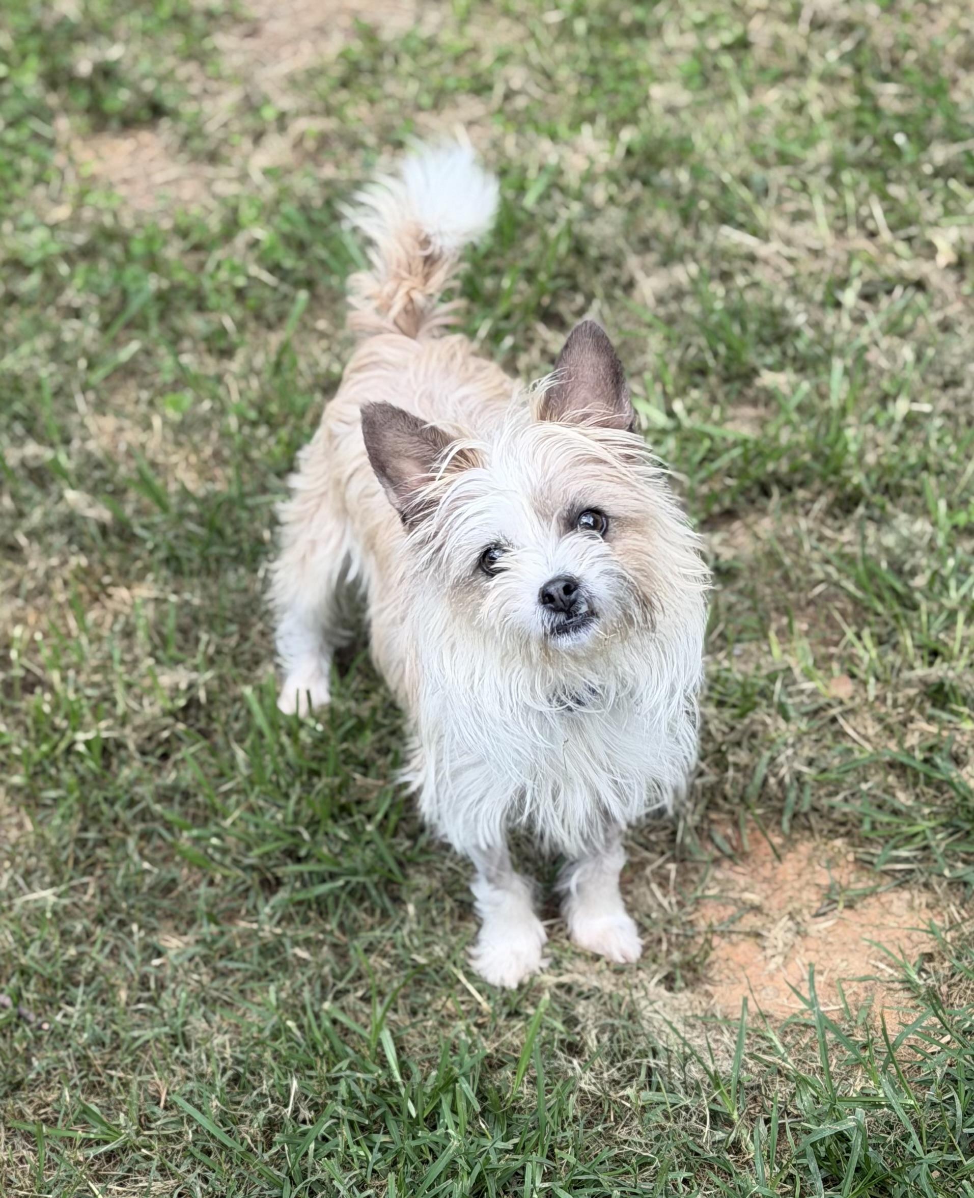 Enlarge Mary-Kate, a ADOPTABLE mixed breed in Atlanta, GA image 2/5