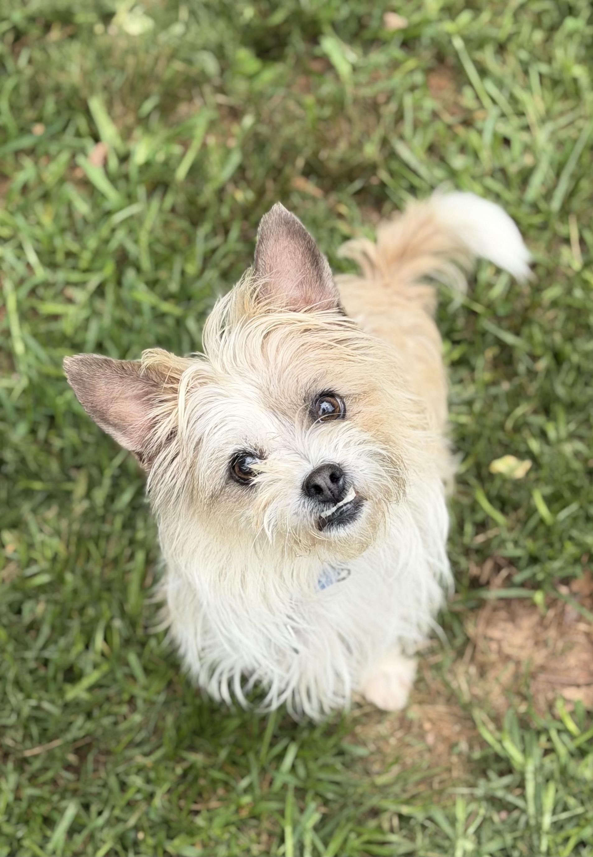 Enlarge Mary-Kate, a ADOPTABLE mixed breed in Atlanta, GA image 3/5