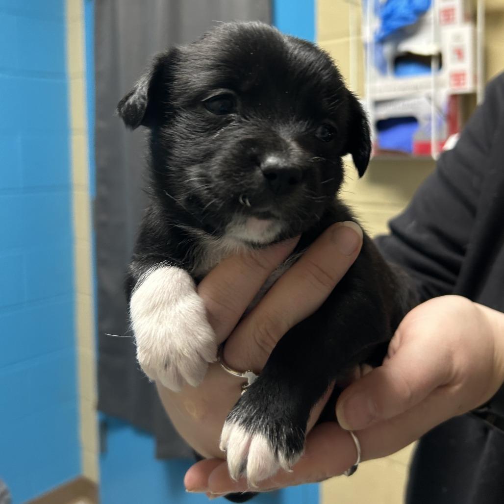 Jasmine, Adoptable, Puppy Female Mixed Breed.