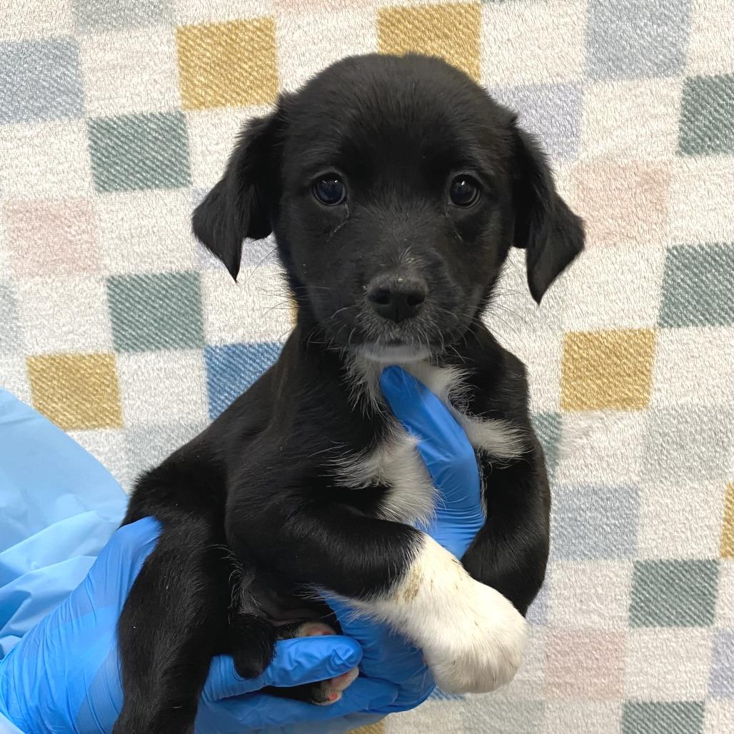 Enlarge Jasmine, a Adoptable Mixed Breed in Cheyenne, WY image 2/2