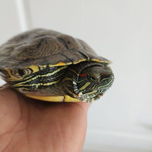 Raphael, ADOPTABLE, Young Male Red-Eared Slider.