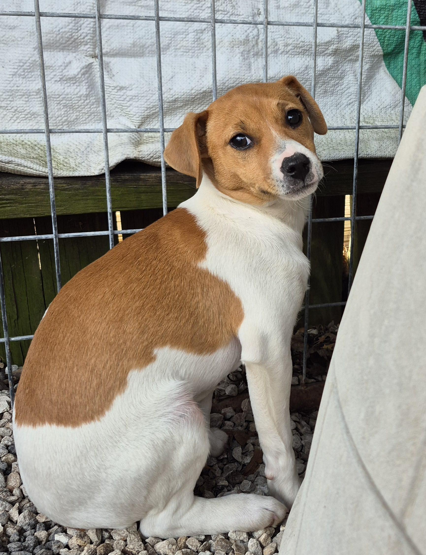 Gidget, Adopted, Young Female Jack Russell Terrier.