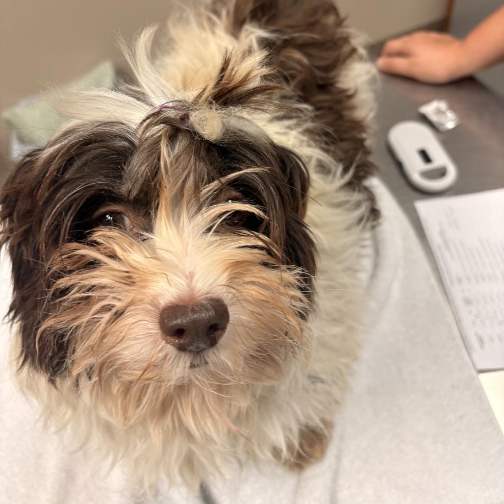 Enlarge Beyonce, a Adoptable Havanese in Norfolk, NE image 1/3