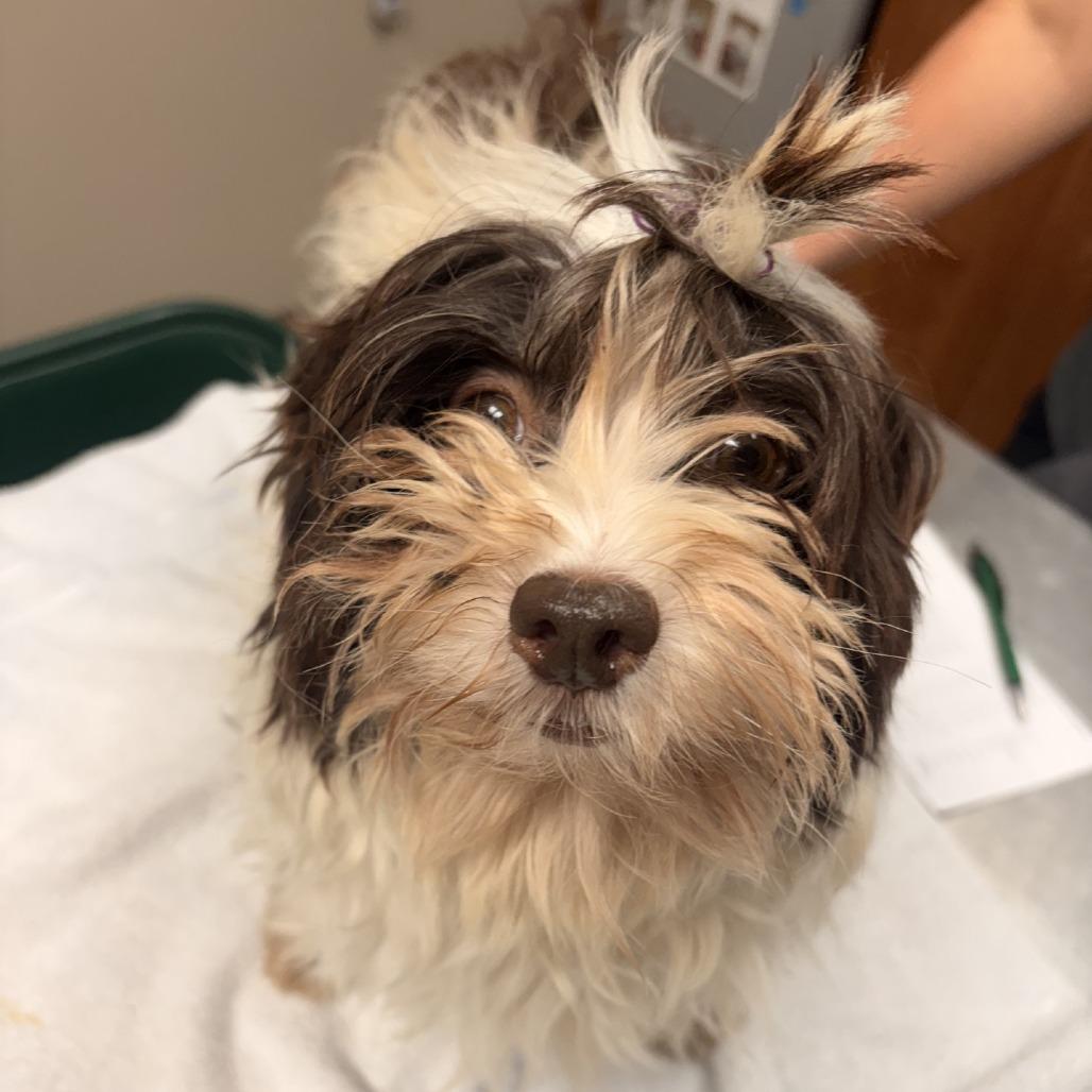 Enlarge Beyonce, a Adoptable Havanese in Norfolk, NE image 2/3