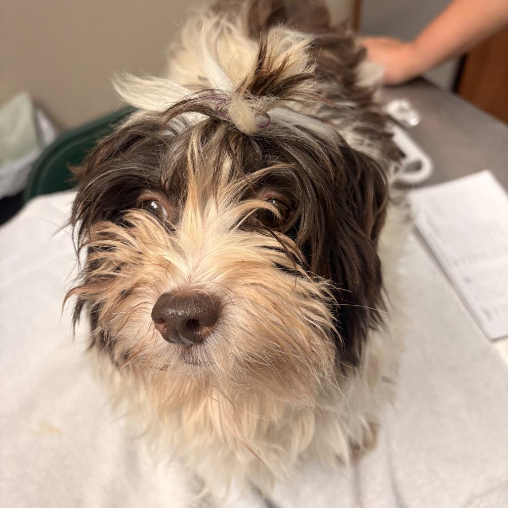 Enlarge Beyonce, a Adoptable Havanese in Norfolk, NE image 3/3