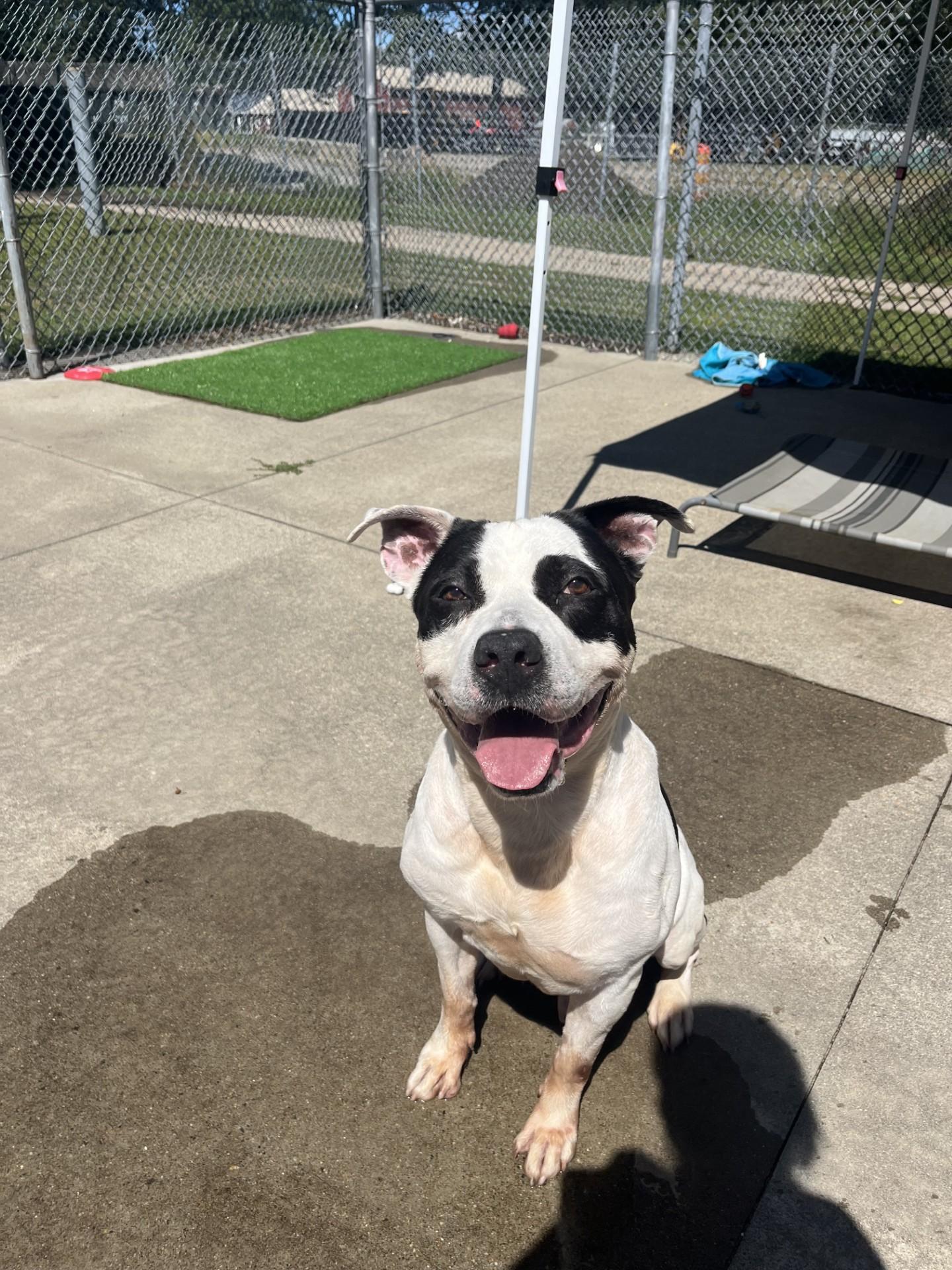 Eli, Adoptable, Senior Male American Bulldog & Pit Bull Terrier.
