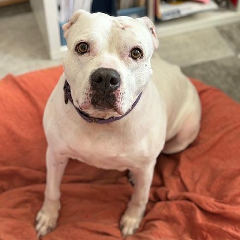 Crystal, Adoptable, Senior Female Dogo Argentino & Pit Bull Terrier.