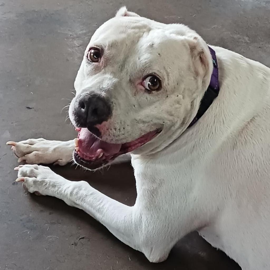 Enlarge Crystal, a Adoptable mixed breed in Sarasota, FL image 4/6