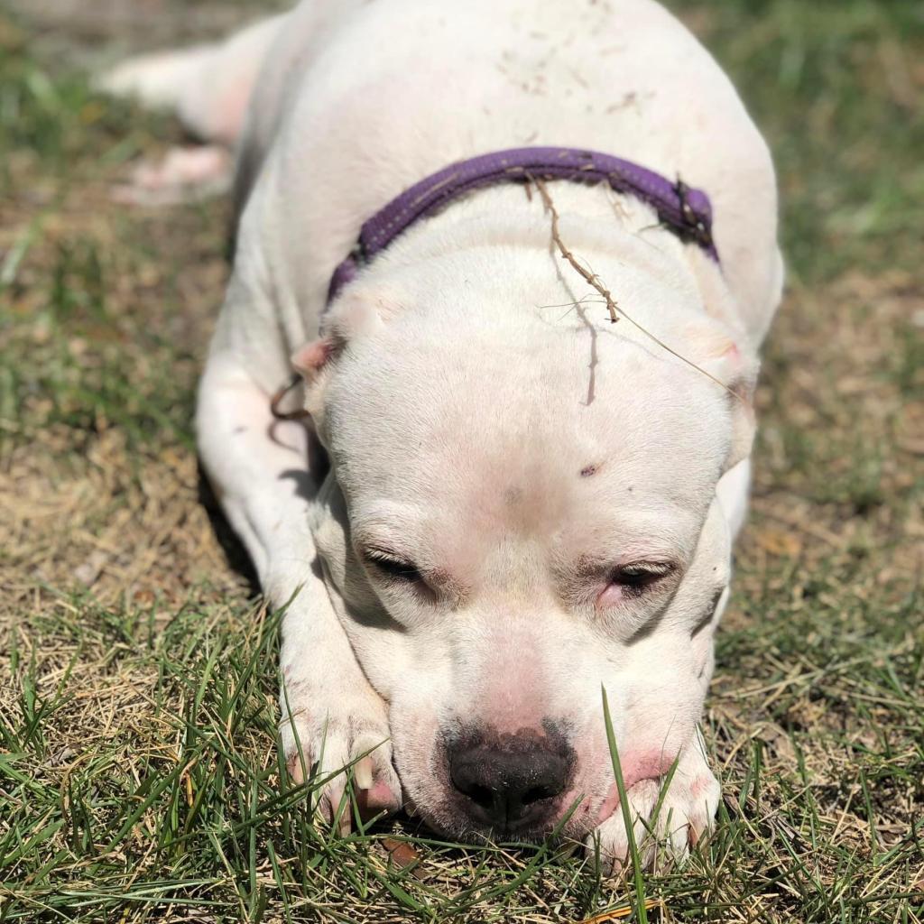 Enlarge Crystal, a Adoptable mixed breed in Sarasota, FL image 5/6