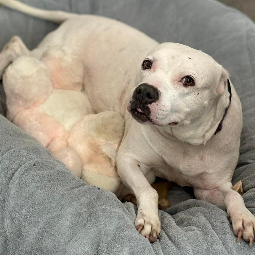 Enlarge Crystal, a Adoptable mixed breed in Sarasota, FL image 6/6