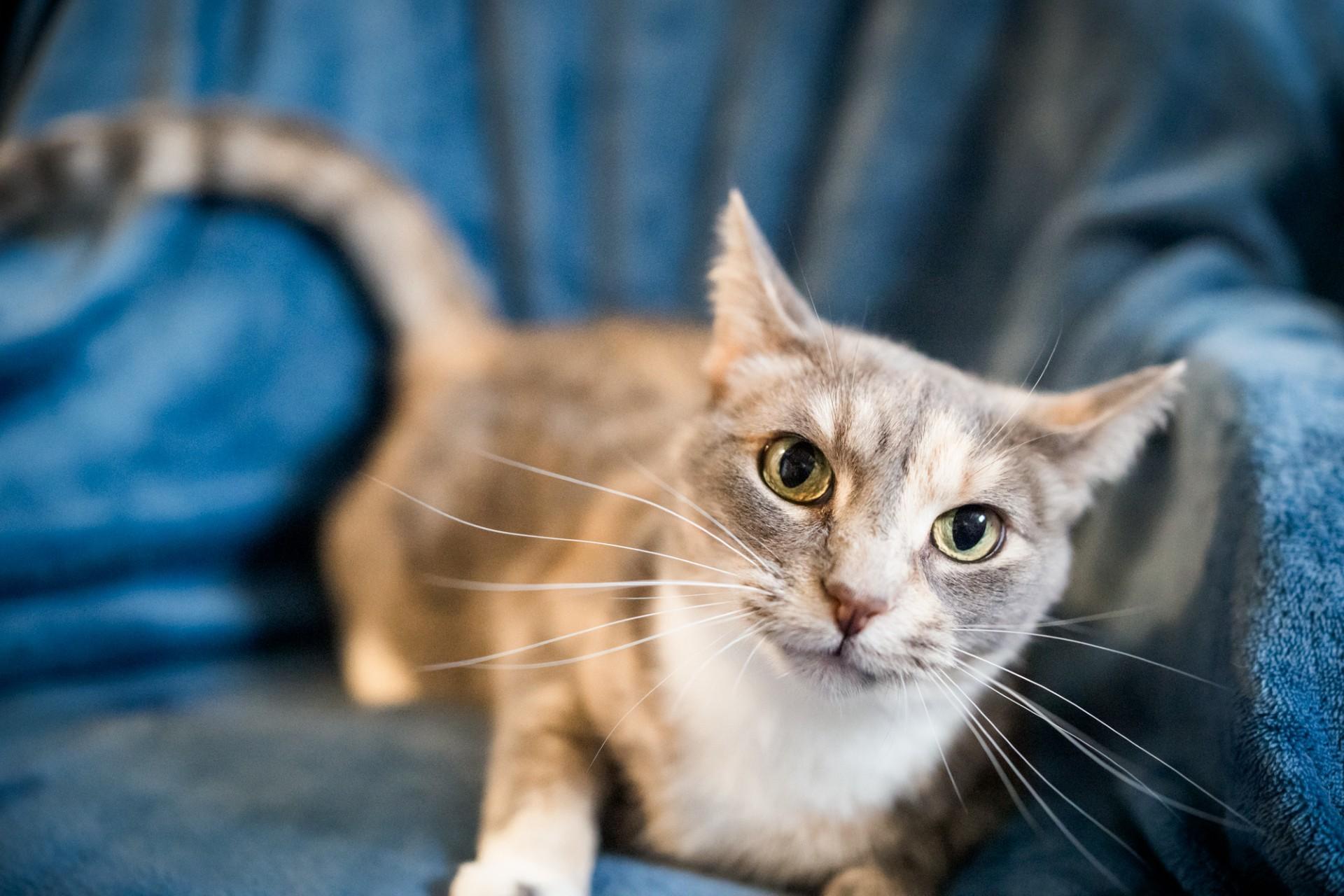 Mochi, Adoptable, Adult Female Domestic Short Hair.