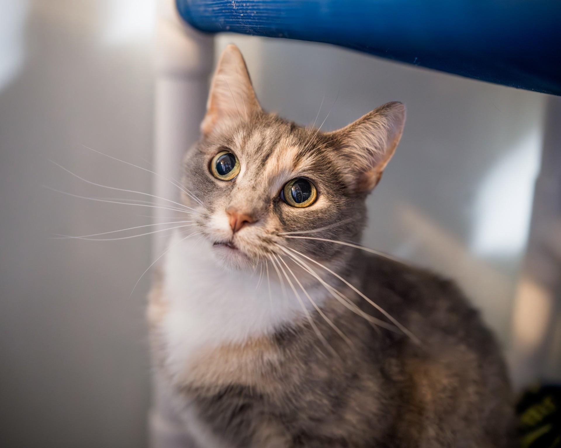 Enlarge Mochi, a Adoptable Domestic Short Hair in Solon, IA image 2/2