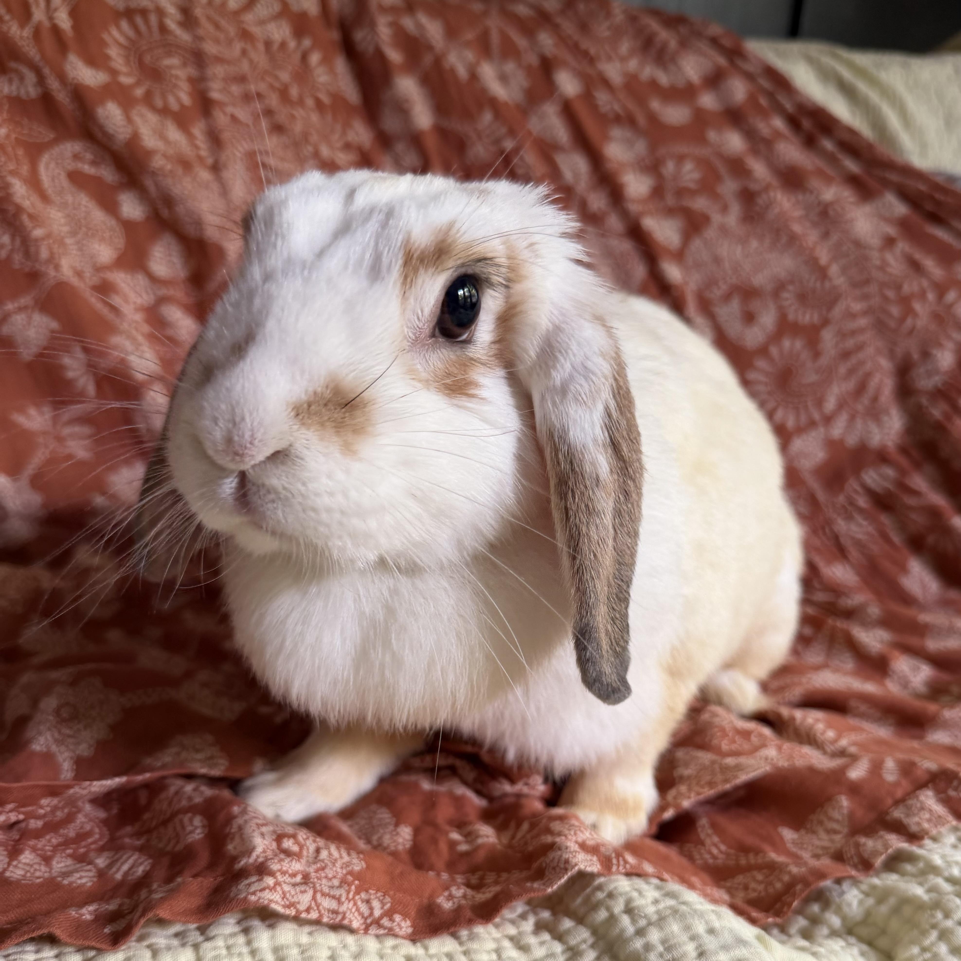 Enlarge Poppy, a Adoptable Mini Lop in Livermore, CA image 2/4