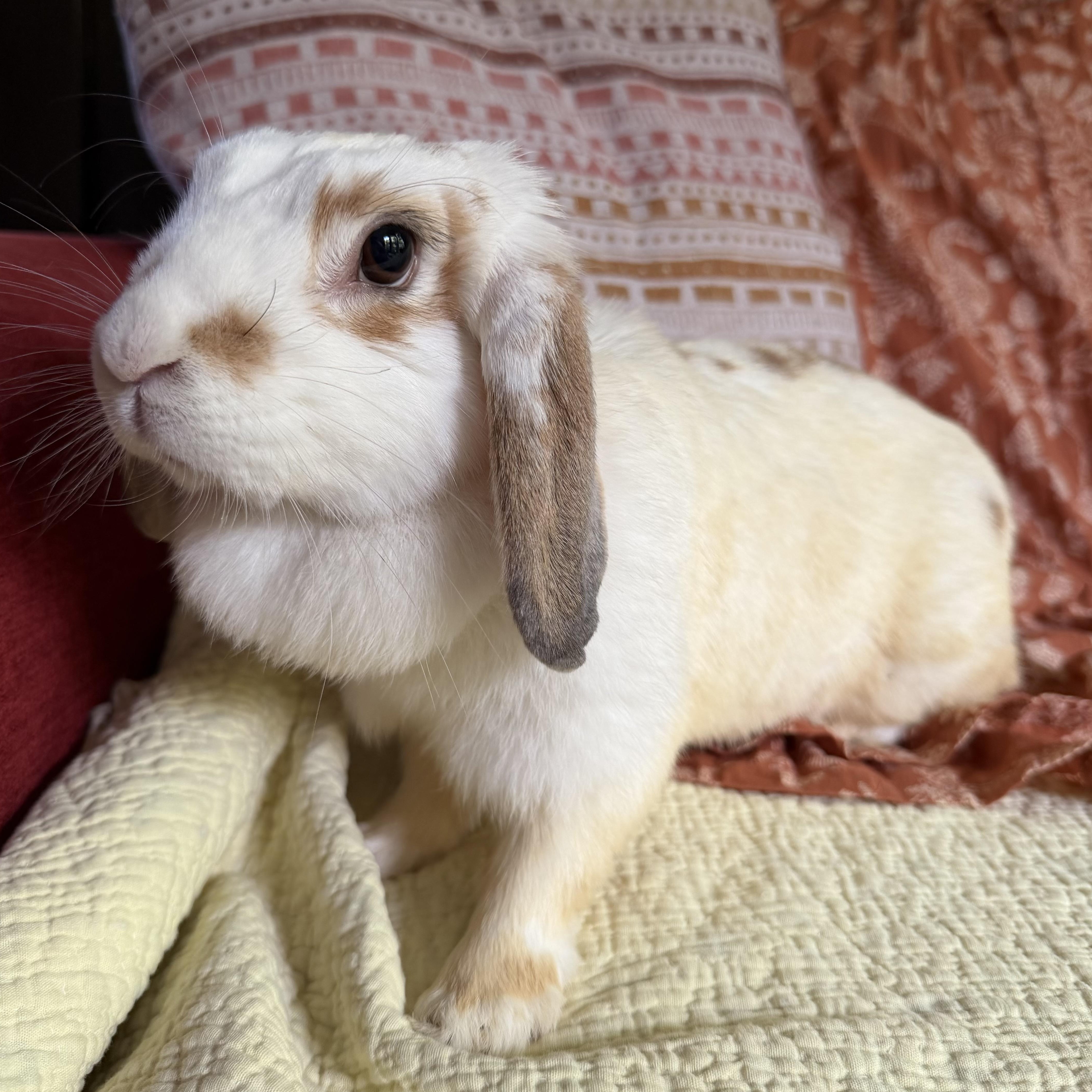 Enlarge Poppy, a Adoptable Mini Lop in Livermore, CA image 3/4