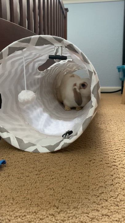 Enlarge Poppy, a Adoptable Mini Lop in Livermore, CA video 4/4