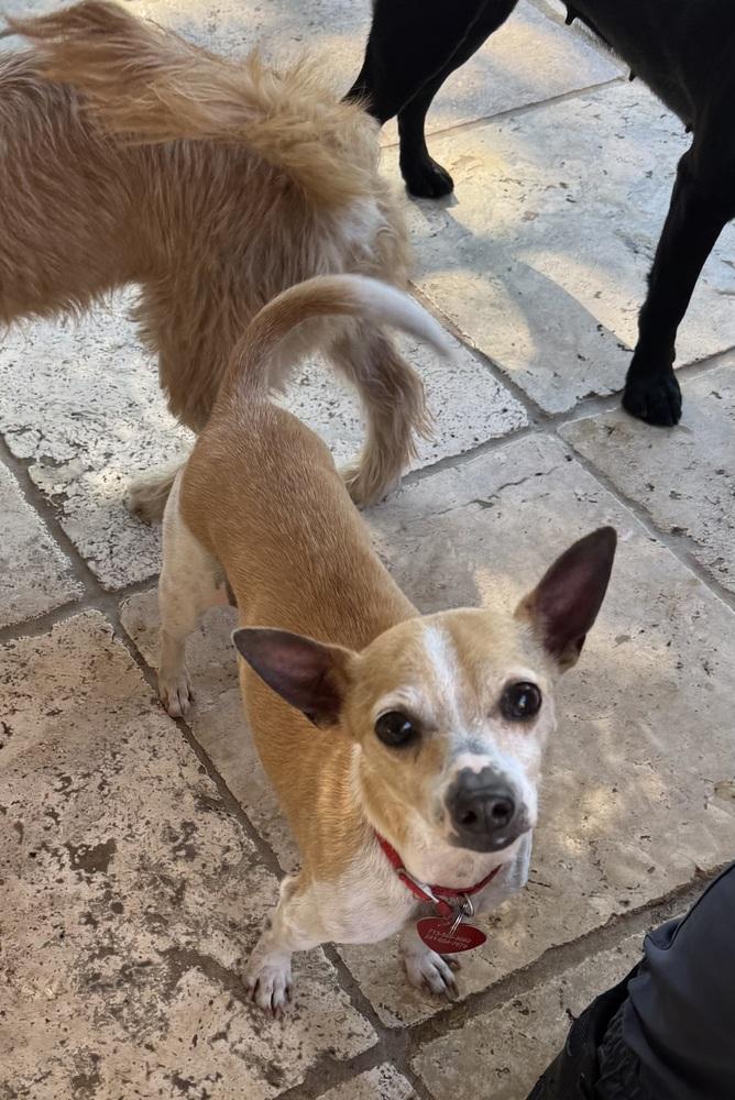 Current Clyde, Adoptable, Adult Male Terrier & Chihuahua.